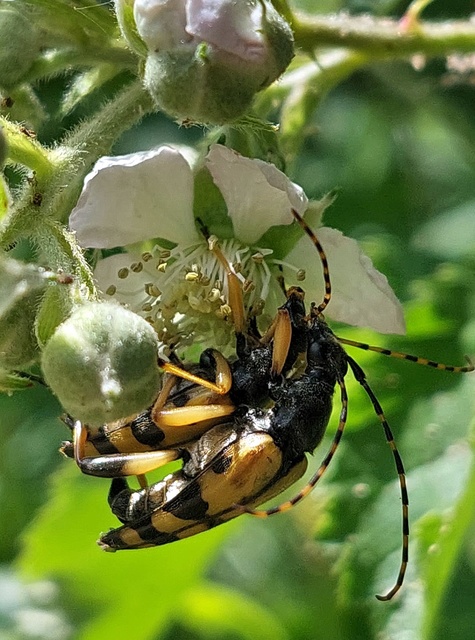 Rutpela maculata - tarkacsápú karcsúcincér