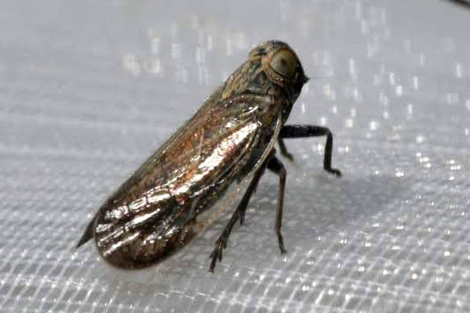 Cixiidae - recéskabócák