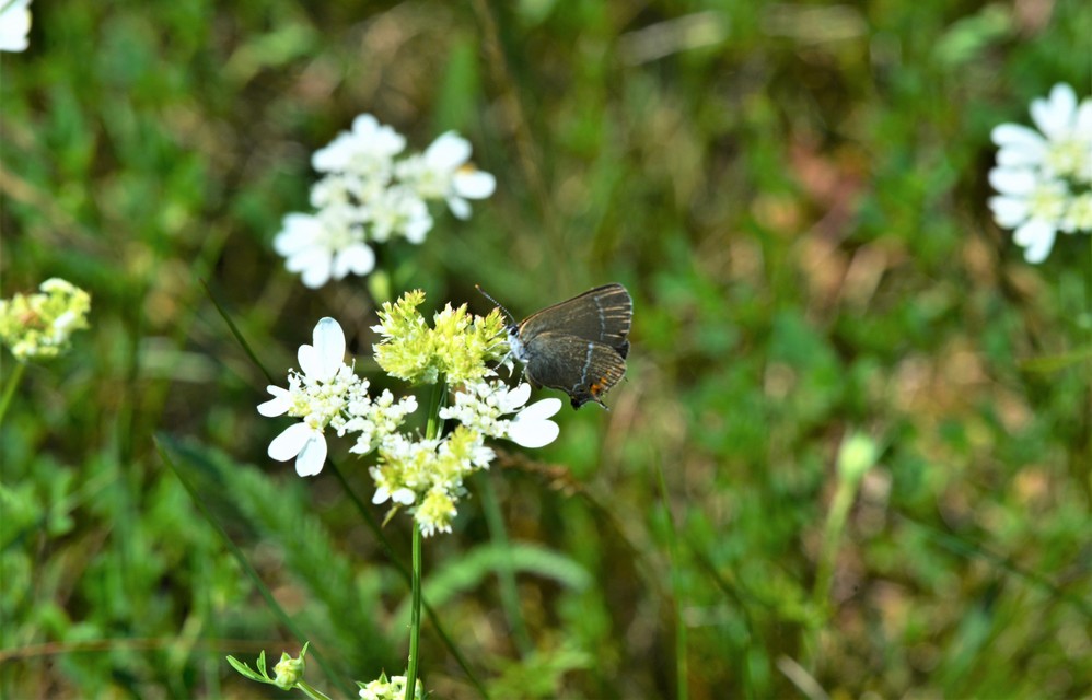 Satyrium spini - kökény-csücsköslepke