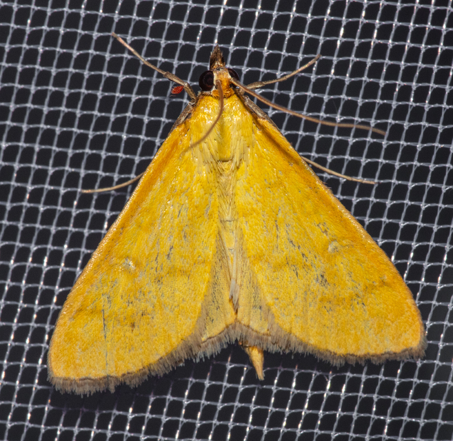 Mecyna lutealis - citromszínű tűzmoly