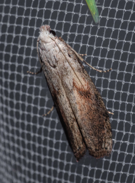Aphomia sociella - méhviaszmoly