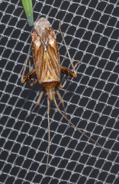 Phytocoris