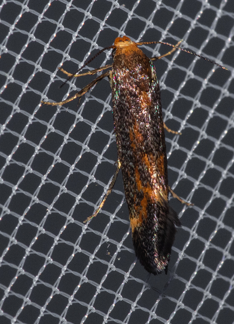 Apodia bifractella - peremizsmag-sarlósmoly