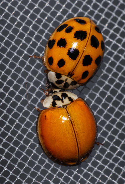 Harmonia axyridis - harlekinkatica