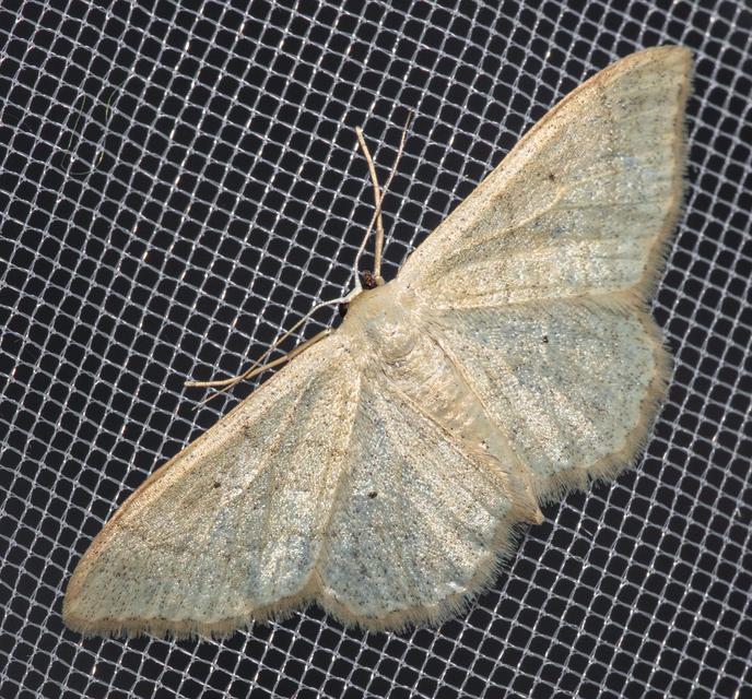 Idaea straminata - szalmasárga sávosaraszoló