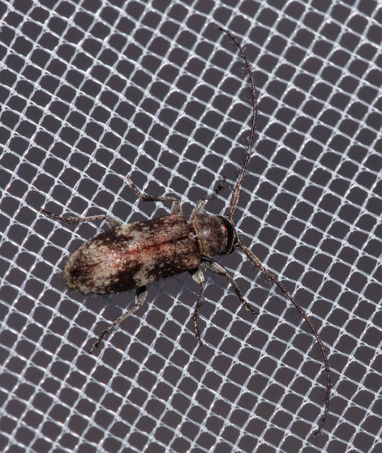 Exocentrus adspersus - tölgyfa-rőzsecincér