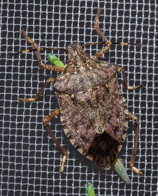 Halyomorpha halys - ázsiai márványospoloska