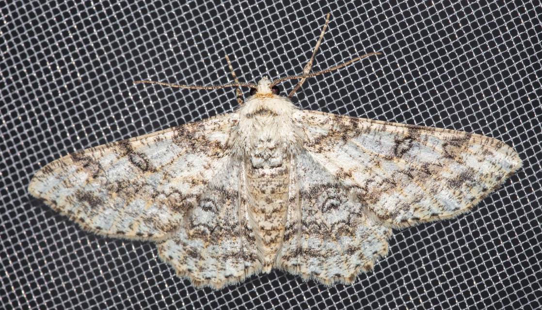 Ascotis selenaria - holdas faaraszoló