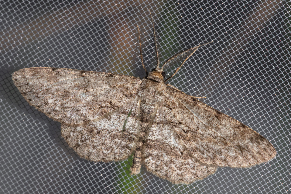 Hypomecis punctinalis - pettyes faaraszoló