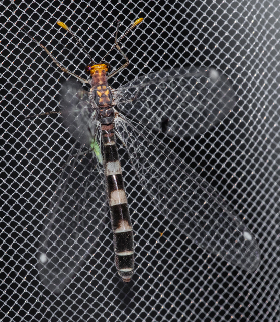 Megistopus flavicornis - kétfoltos hangyaleső
