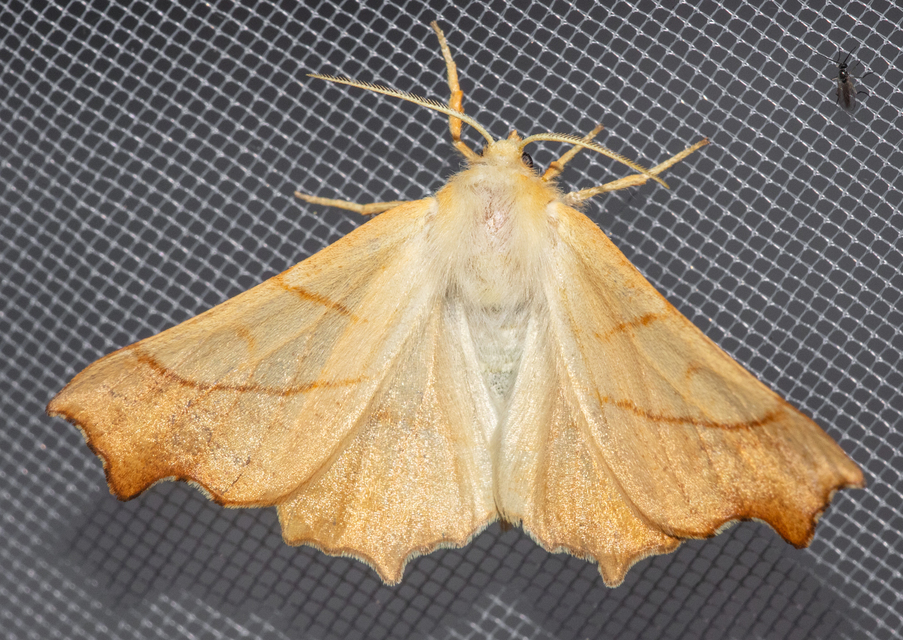 Ennomos fuscantaria - kőris-levélaraszoló