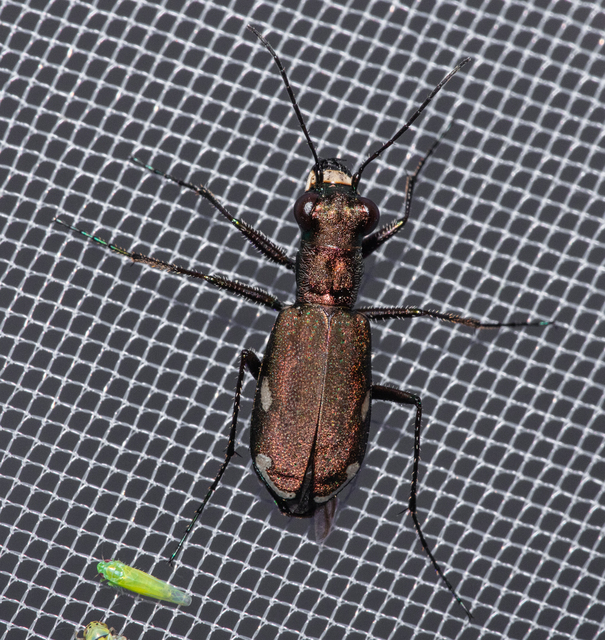 Cylindera germanica - parlagi homokfutrinka
