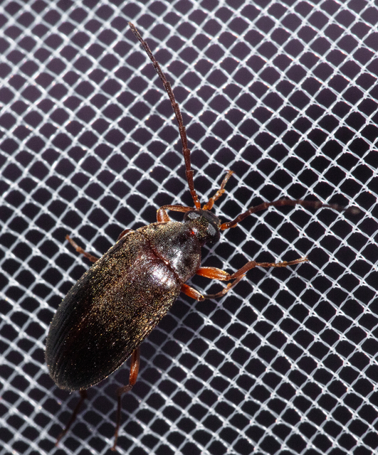Hymenalia rufipes - rőtlábú alkonybogár