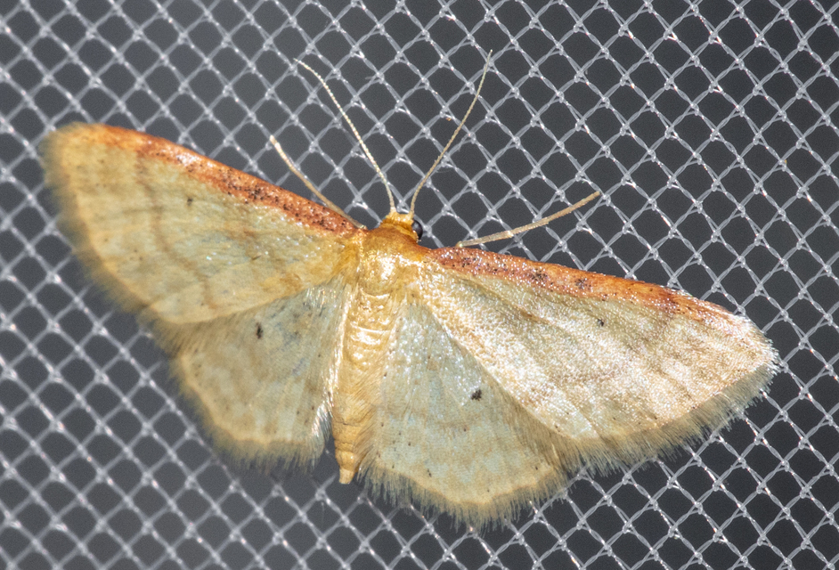 Idaea humiliata - vörösszélű apróaraszoló