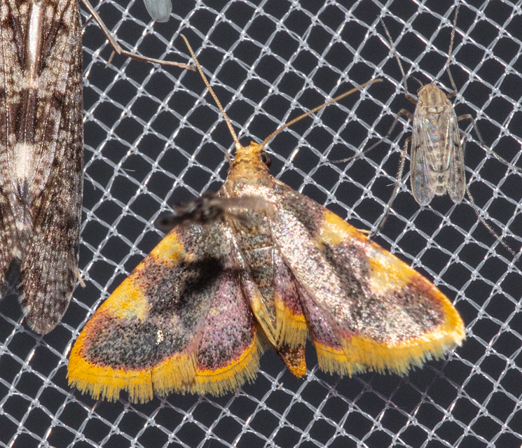 Hypsopygia costalis - szénailonca