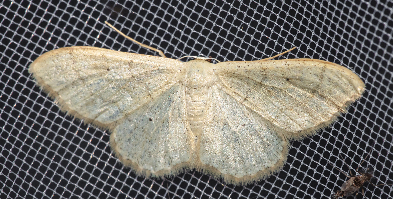 Idaea straminata - szalmasárga sávosaraszoló