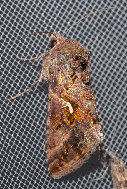 Autographa gamma - gammalepke
