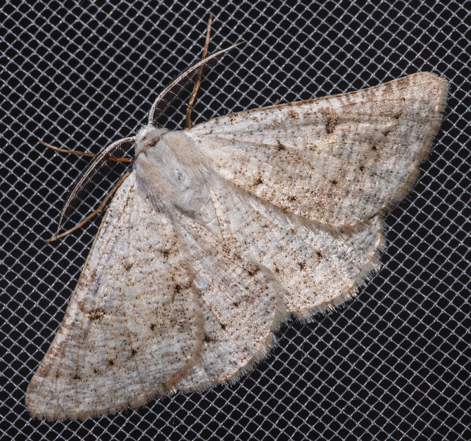 Dyscia conspersaria - sziklaüröm-araszoló