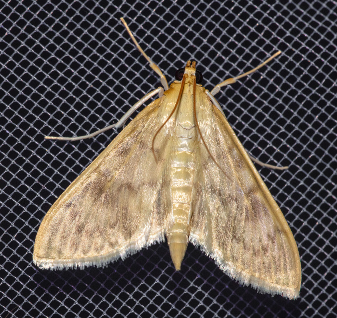Patania ruralis - csalánevő tűzmoly