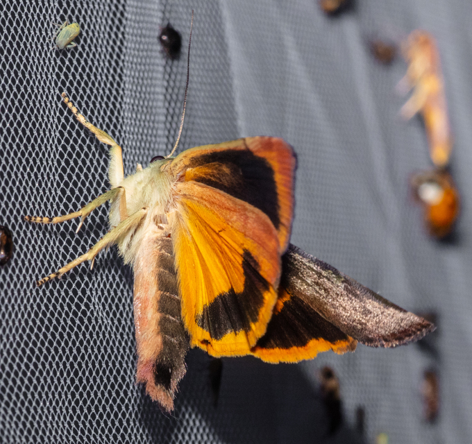 Noctua janthe - lappangó sárgafűbagoly