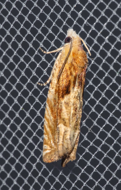 Pterophoridae - tollasmolyfélék