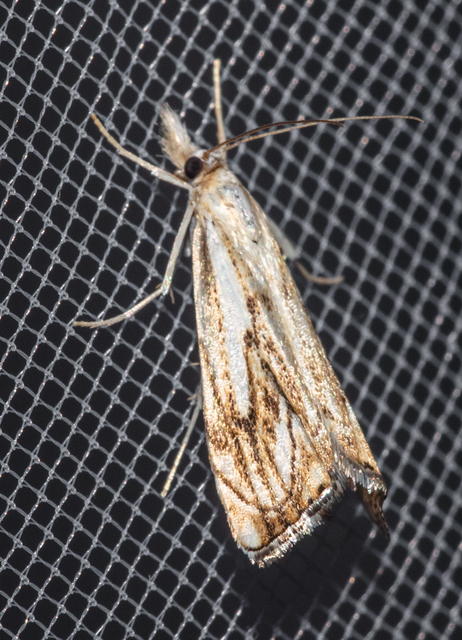 Catoptria falsella - hálós fűgyökérmoly