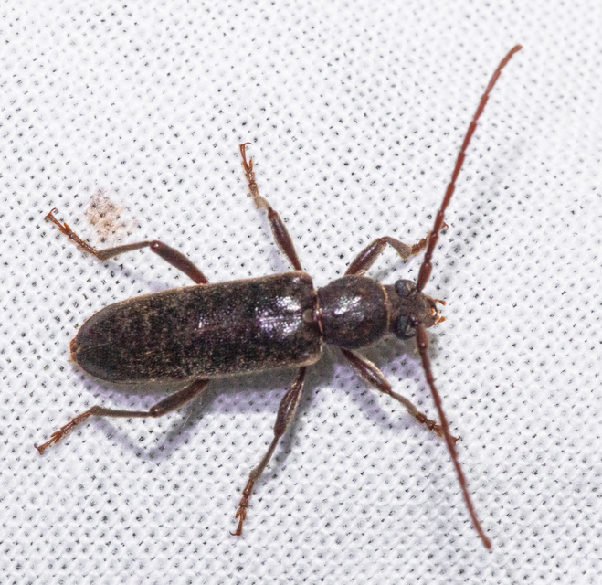 Trichoferus campestris - szállóvendég éjicincér