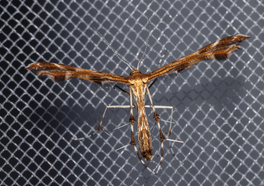 Pterophoridae - tollasmolyfélék