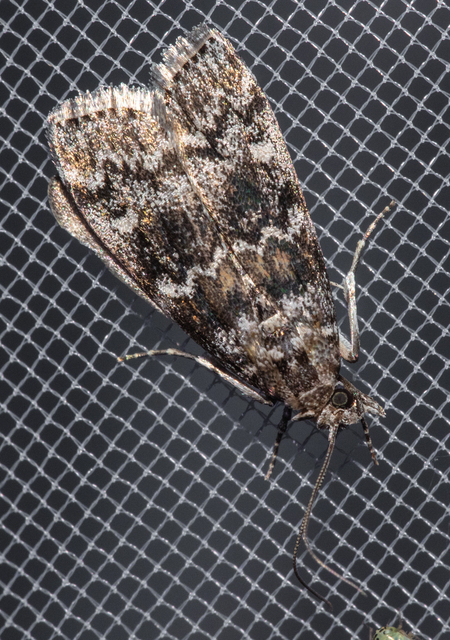 Dioryctria