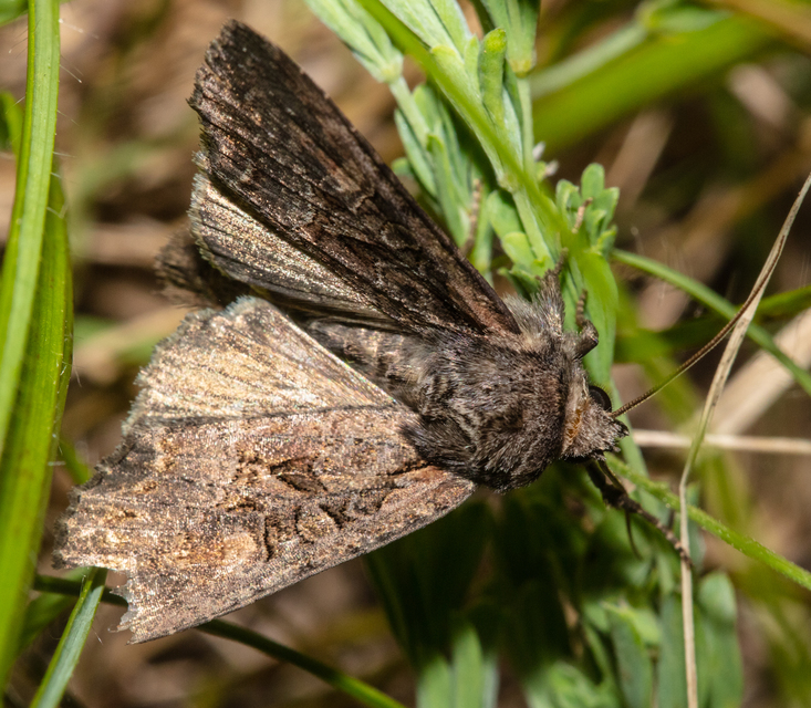 Lacanobia amurensis - homoki kertibagoly
