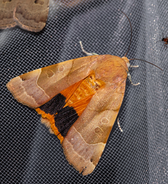 Noctua fimbriata - szélessávú sárgafűbagoly