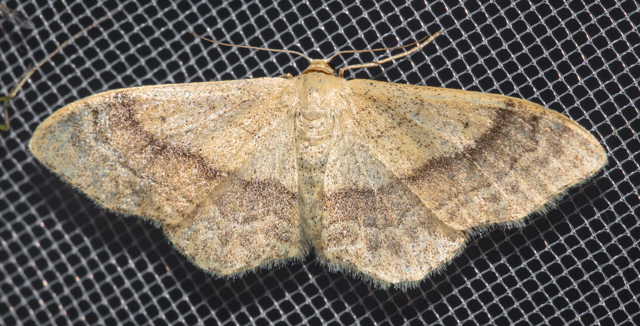 Idaea aversata - nagy sávosaraszoló