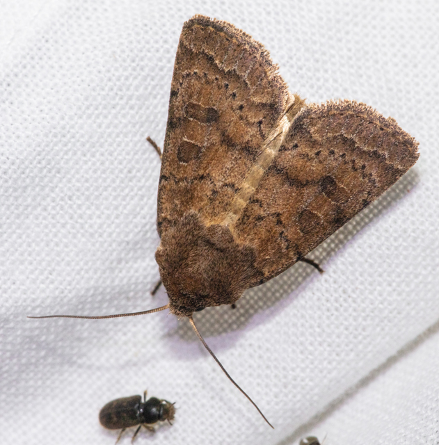 Hoplodrina octogenaria - barna selymesbagoly