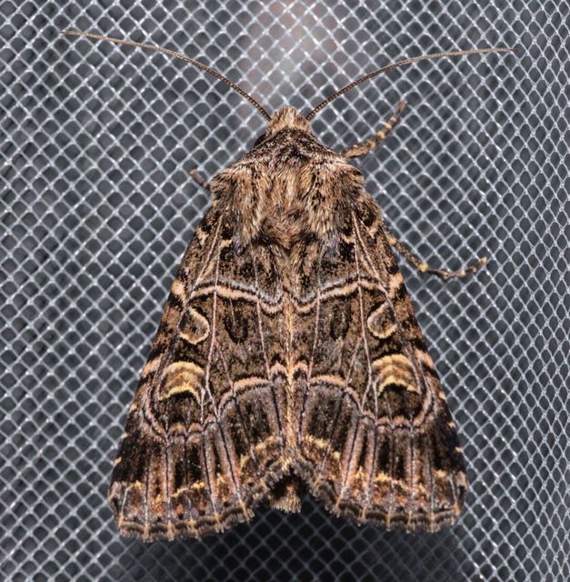 Heliophobus reticulata - fehéreres kertibagoly
