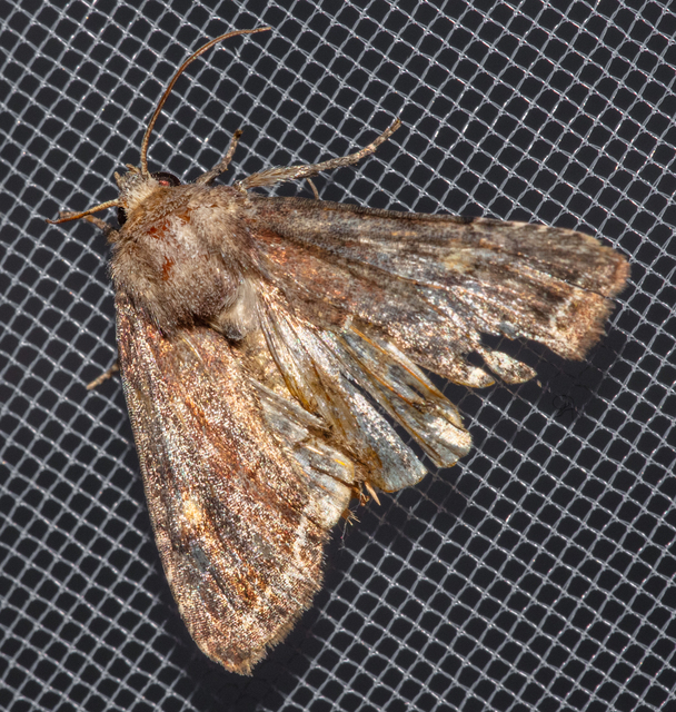 Lacanobia oleracea - saláta-kertibagoly