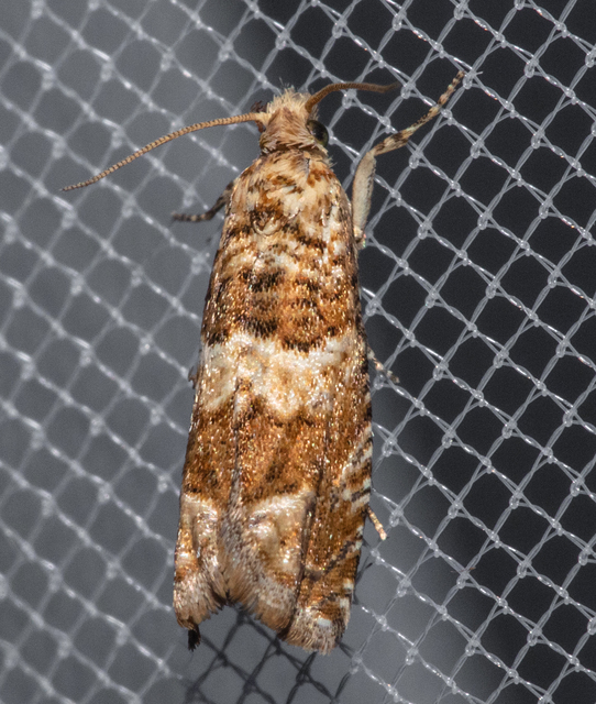 Epinotia abbreviana - juharlevél-tükrösmoly