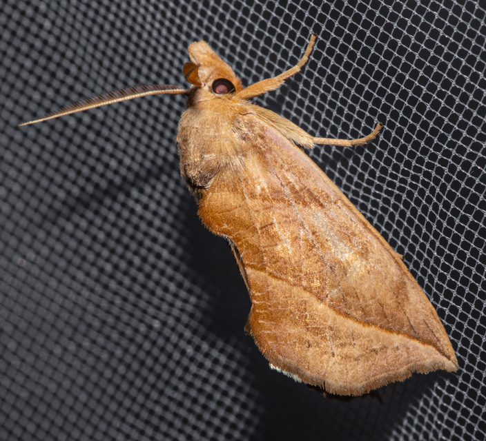 Calyptra thalictri - öblösszárnyú bagoly