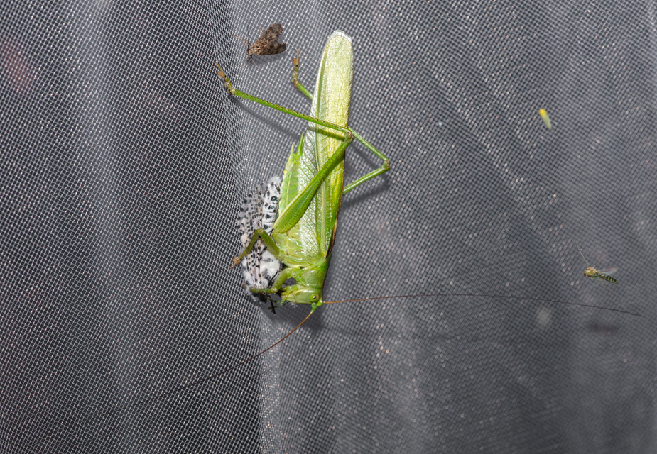 Tettigonia viridissima - zöld lombszöcske
