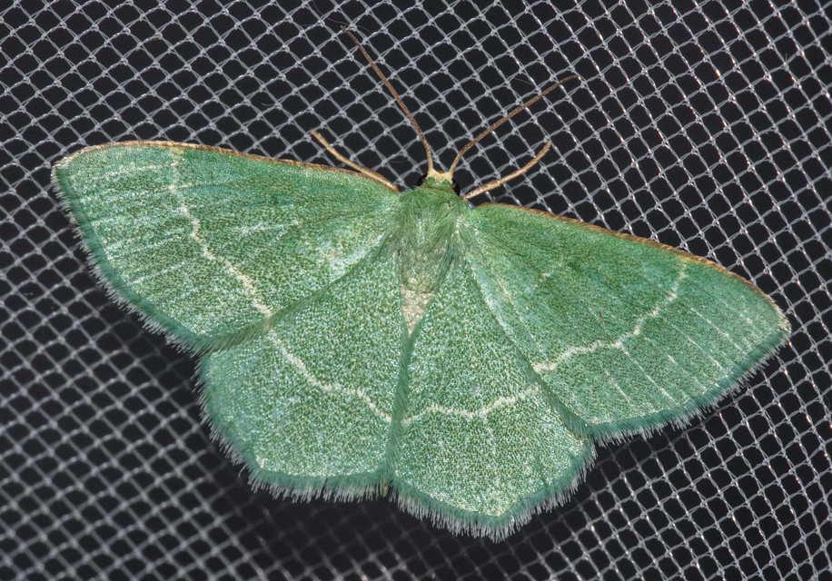 Chlorissa cloraria - sárgászöld araszoló