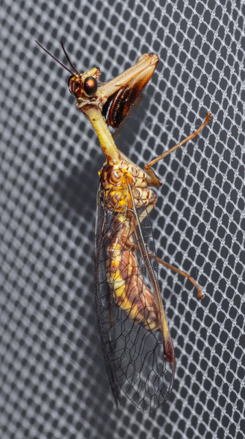 Mantispa styriaca - kétszínű fogólábú-fátyolka