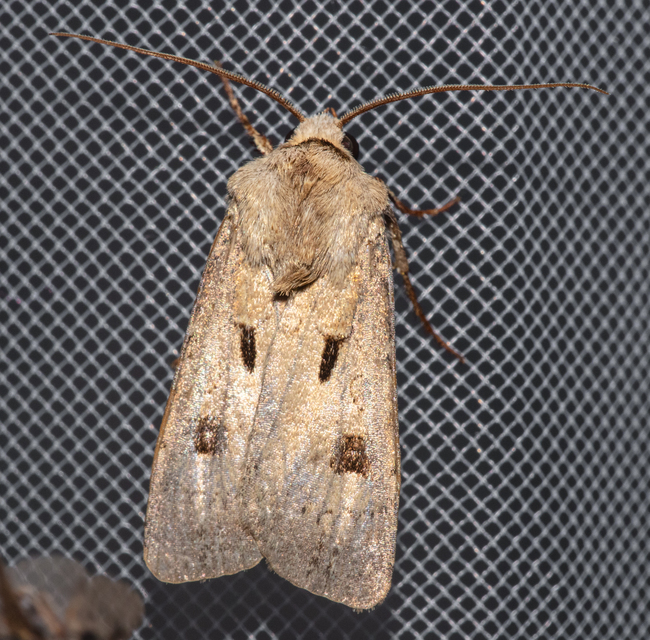 Agrotis exclamationis - felkiáltójeles földibagoly