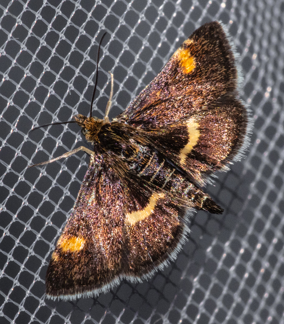 Pyrausta obfuscata - félholdas kormosmoly