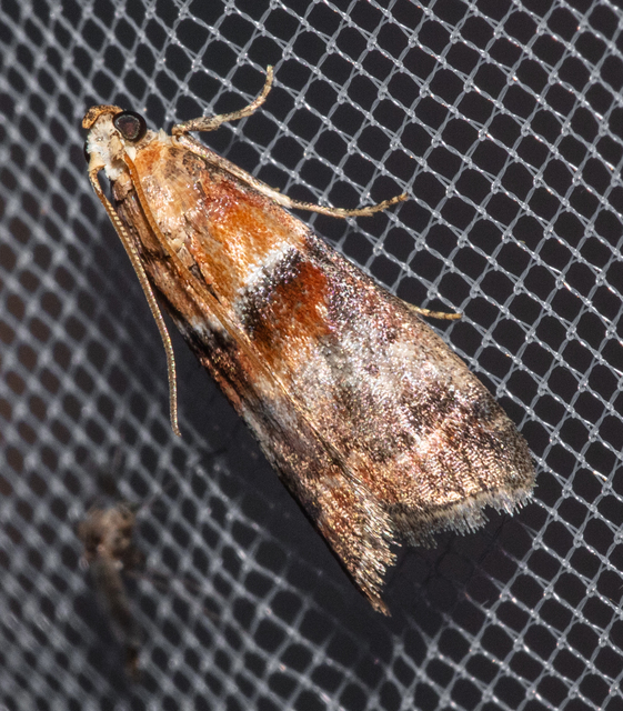 Acrobasis