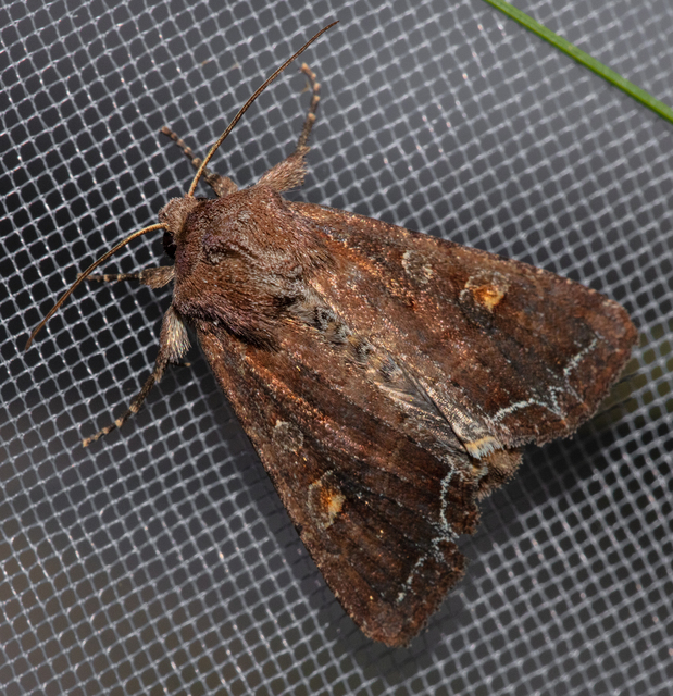 Lacanobia oleracea - saláta-kertibagoly