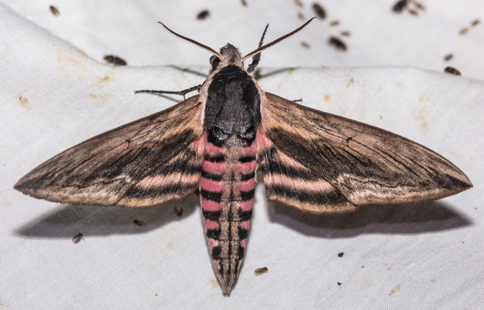 Sphinx ligustri - fagyalszender