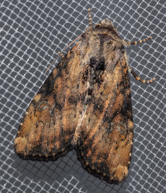 Loscopia scolopacina - csinos dudvabagoly