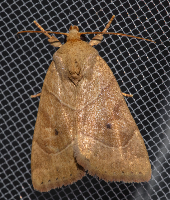 Cosmia trapezina - közönséges lombbagoly