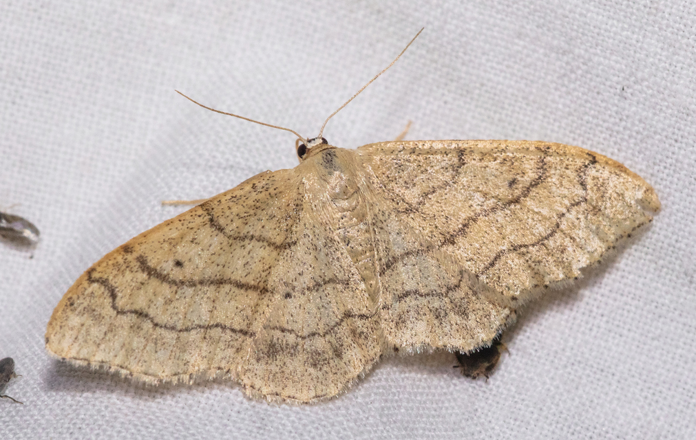 Idaea aversata - nagy sávosaraszoló