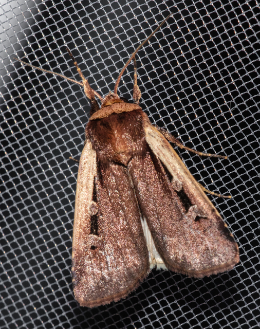 Ochropleura plecta - fehérszegélyű fűbagoly
