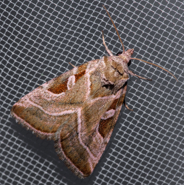 Eucarta virgo - mocsári ametisztbagoly